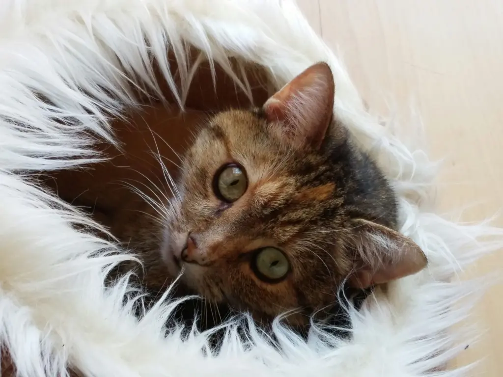 Andachtsbild von Daniela für Engelchen Emma ❤️