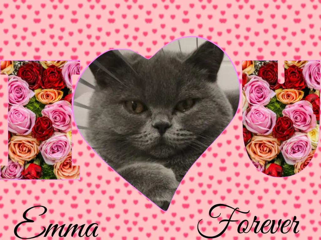 Andachtsbild von Corinna mit Emma, Pummelchen und anderen Sternlein im ❤️