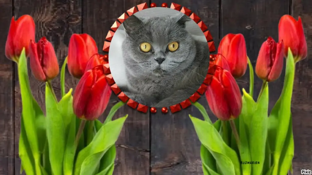 Andachtsbild von Tanja mit Timmy im Herzen 