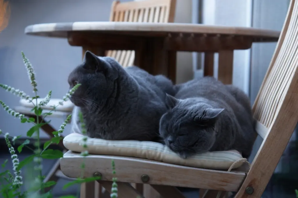 Andachtsbild von Für Emmchen und Sonja ❤️