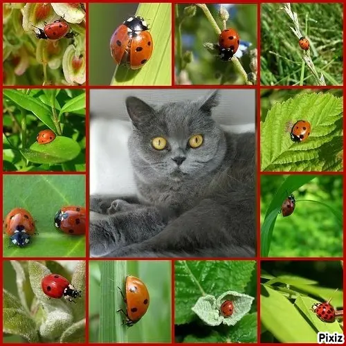 Andachtsbild von Tanja mit Timmy im Herzen 