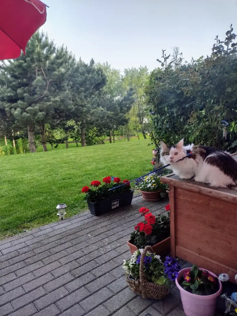 Andachtsbild von Corinna mit Emma, Pummelchen und anderen Sternlein im ❤️