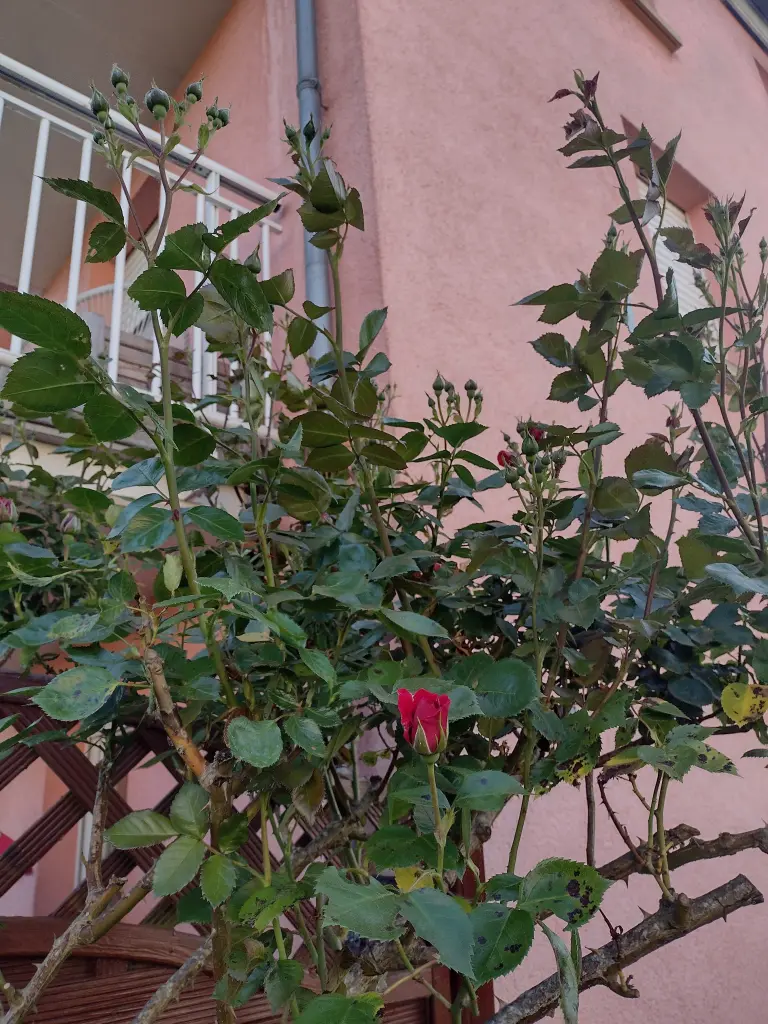 Andachtsbild von Corinna mit Emma, Pummelchen und anderen Sternlein im ❤️