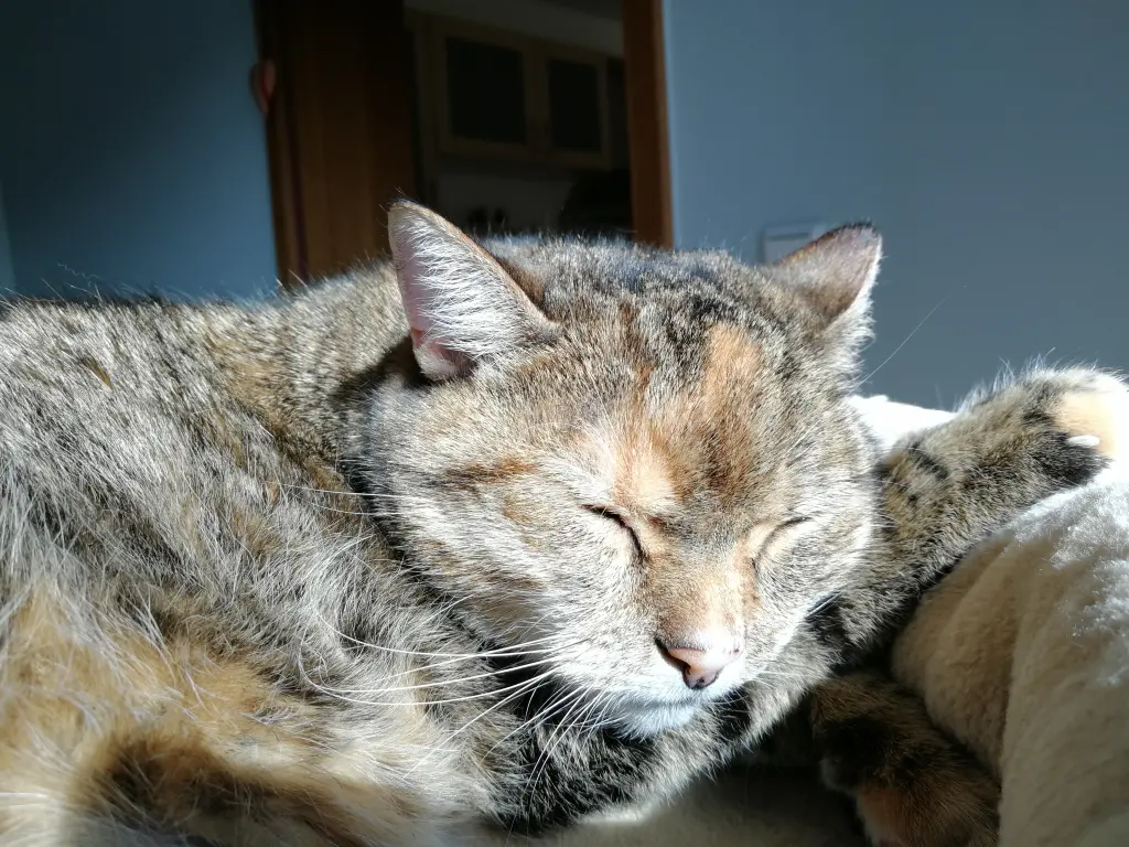 Andachtsbild von Pauline  für meine Freundin Emma ❤️