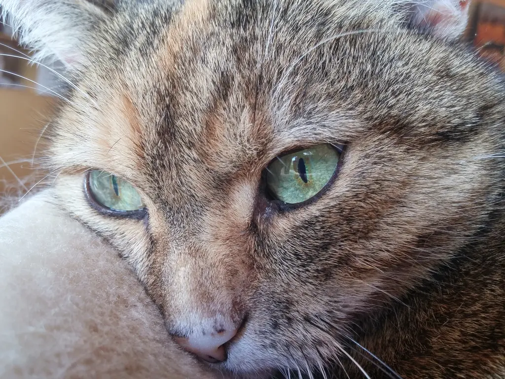 Andachtsbild von Daniela  an Sternenprinzessin Emma ❤️