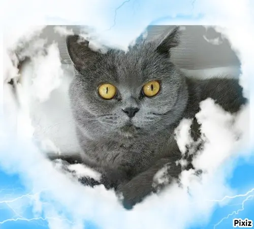 Andachtsbild von Tanja mit Timmy im Herzen 