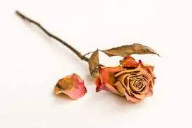 Andachtsbild von an Emma, die wunderschöne Prinzessin ♥