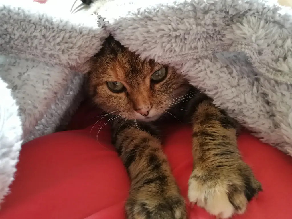 Andachtsbild von Daniela  für Sternenprinzessin Emma ❤️ 