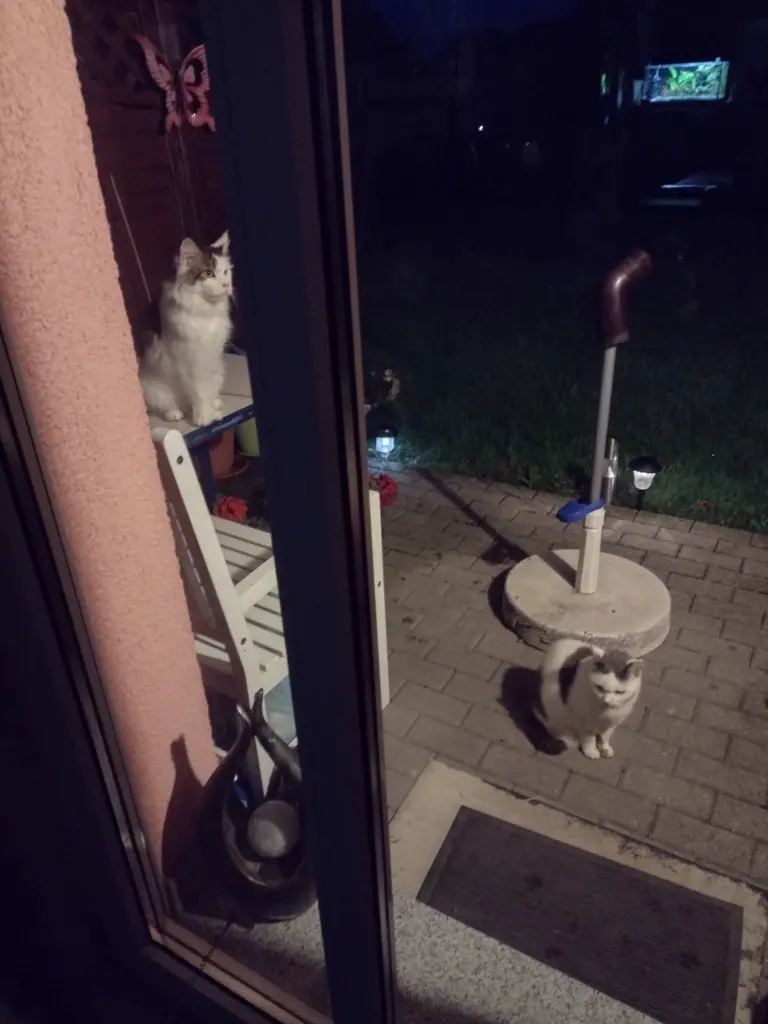 Andachtsbild von Corinna mit Emma, Pummelchen und anderen Sternlein im ❤️