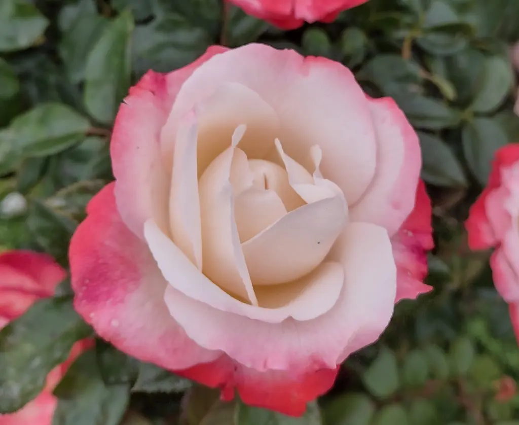 Andachtsbild von Corinna mit Emma, Pummelchen und anderen Sternlein im ❤️