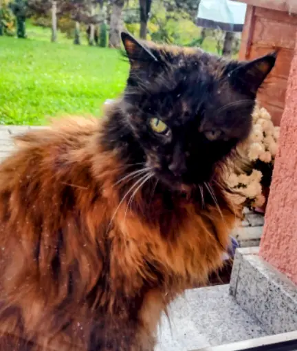 Andachtsbild von Vinni-Ved & Corinna 