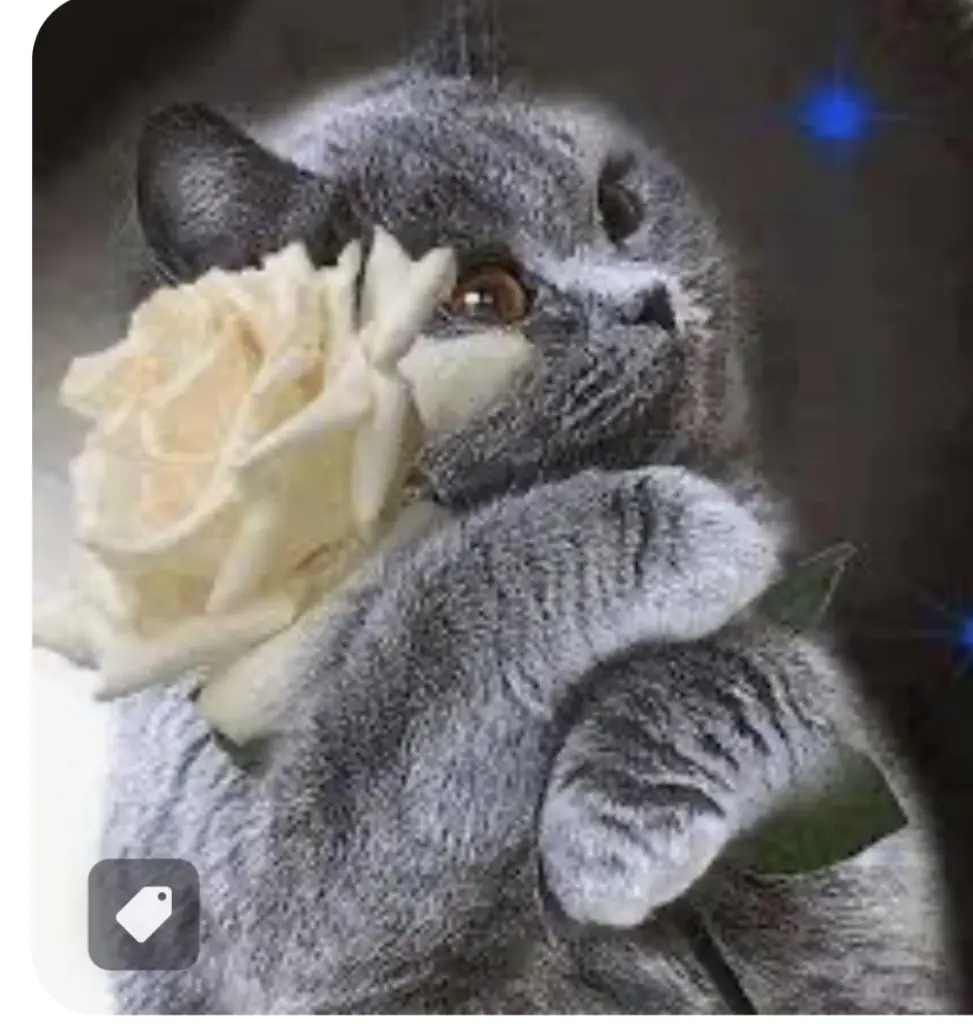 Andachtsbild von An meine Emmi