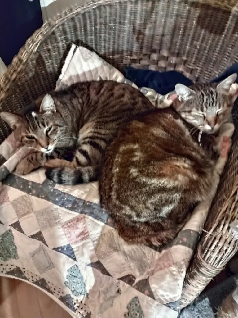 Andachtsbild von Corinna mit Emma, Jengi, Pummelchen und anderen Sternleine im Herzen