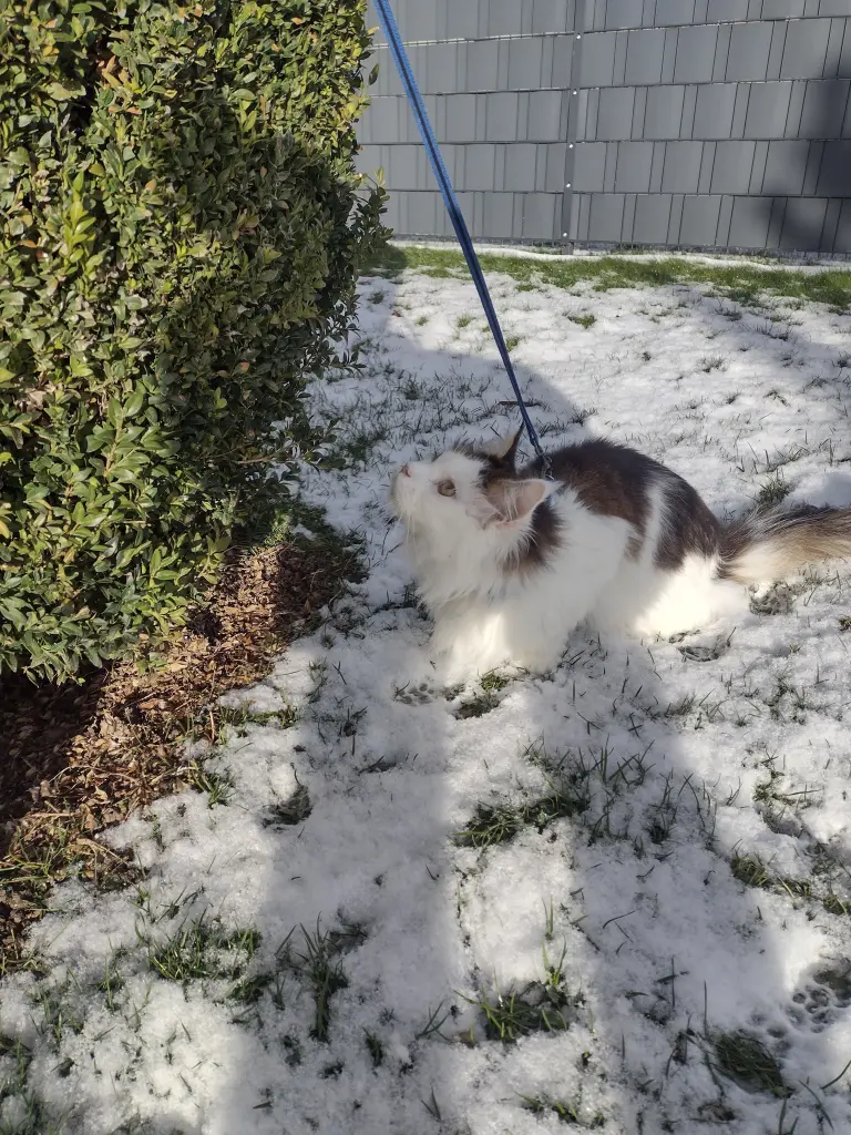 Andachtsbild von Corinna mit Emma, Jengi, Pummelchen und anderen Sternleine im Herzen