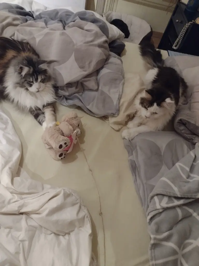 Andachtsbild von Corinna mit Emma, Jengi, Pummelchen und anderen Sternleine im Herzen