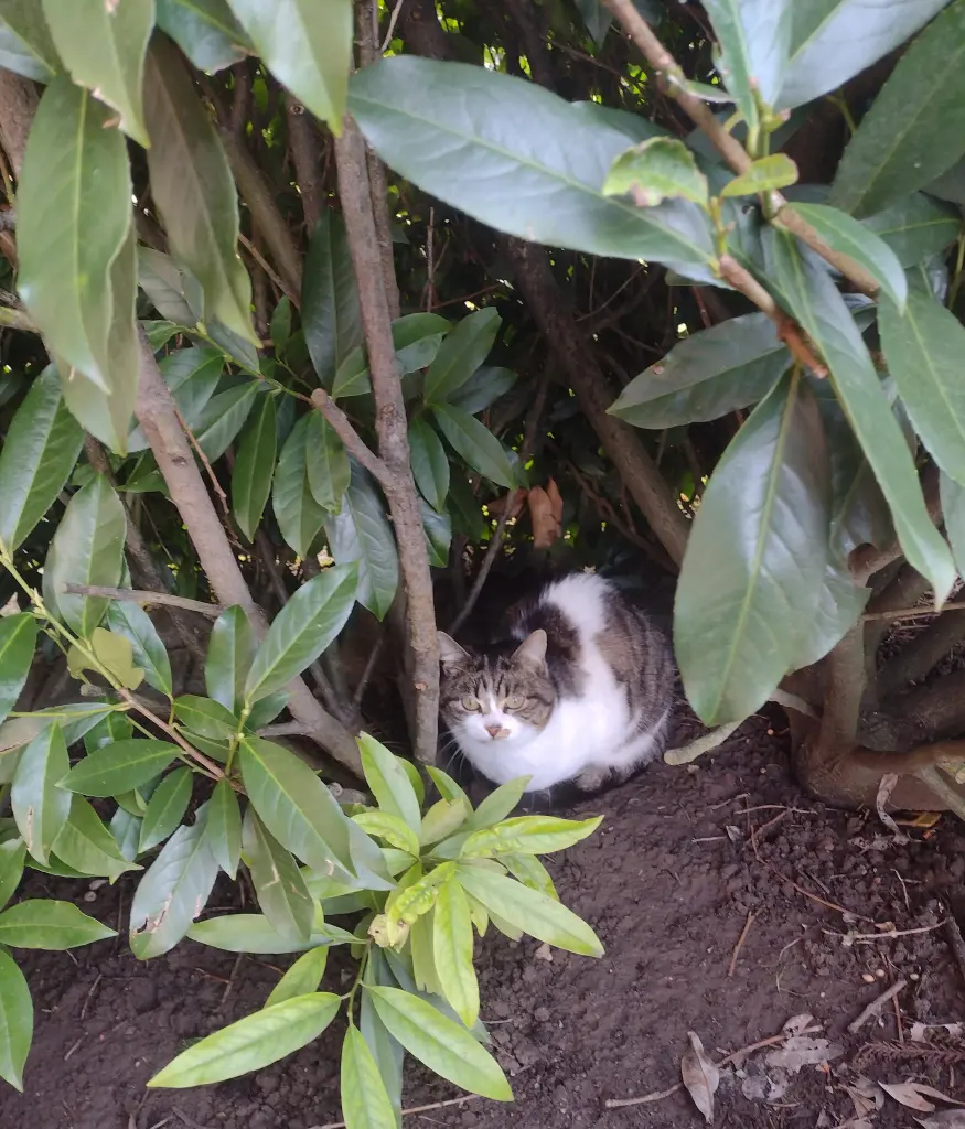 Andachtsbild von Corinna mit Emma, Jengi, Pummelchen und anderen Sternleine im Herzen