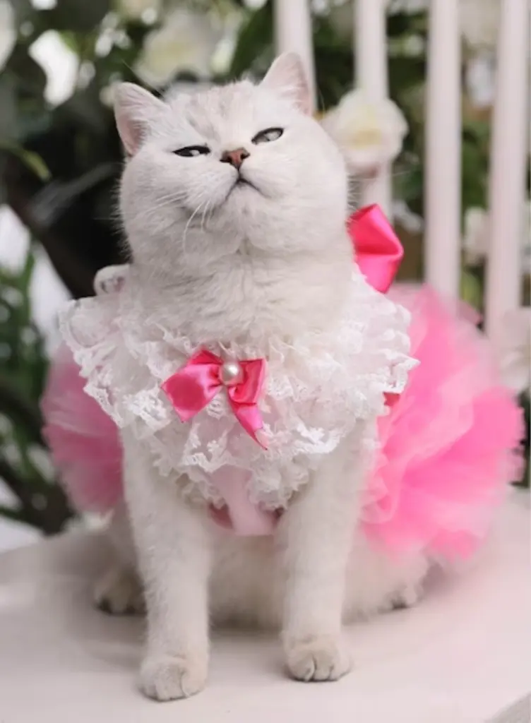 Andachtsbild von Daniela  für Emma Sternenprinzessin ❤️