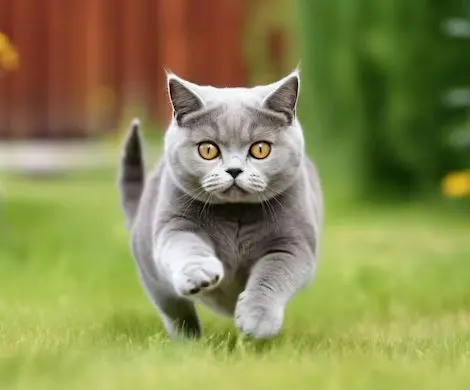 Andachtsbild von Elisabeth mit Marple, Christie und Arafat im ♥