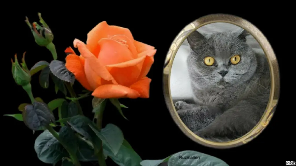 Andachtsbild von Tanja mit Timmy im Herzen 