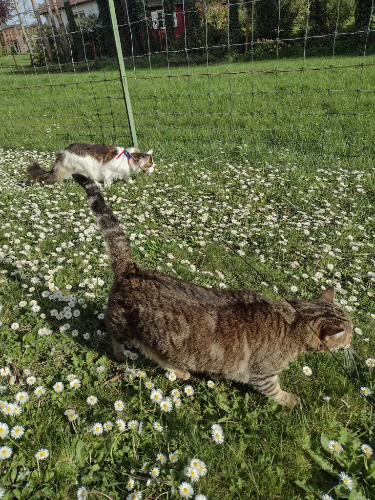 Andachtsbild von Corinna mit Emma, Jengi, Pummelchen und anderen Sternleine im Herzen