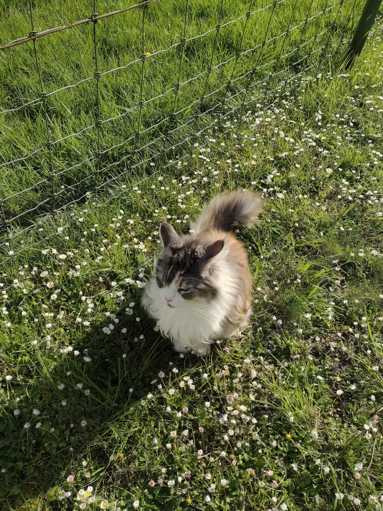 Andachtsbild von Corinna mit Emma, Jengi, Pummelchen und anderen Sternleine im Herzen