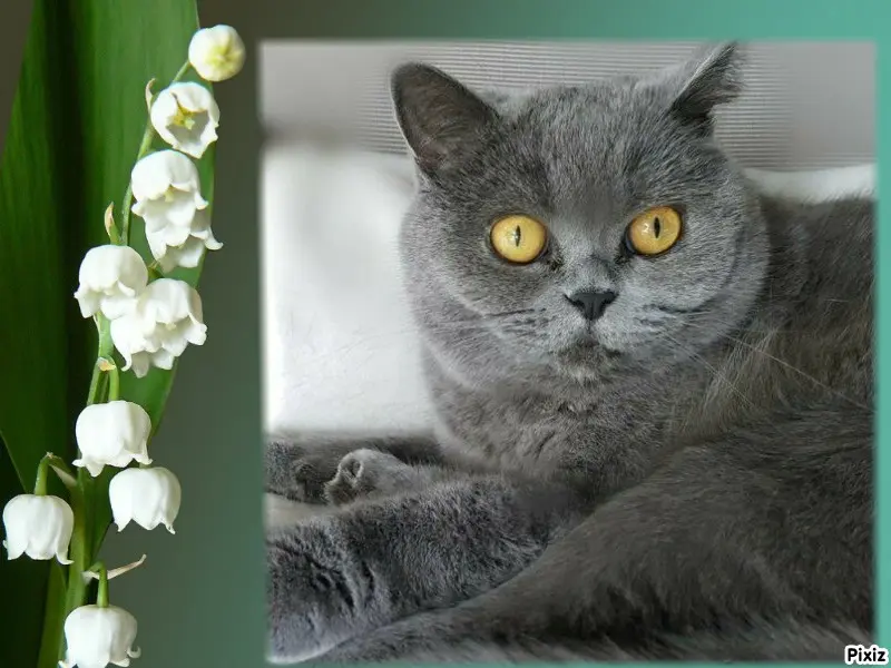 Andachtsbild von Tanja mit Timmy im Herzen 