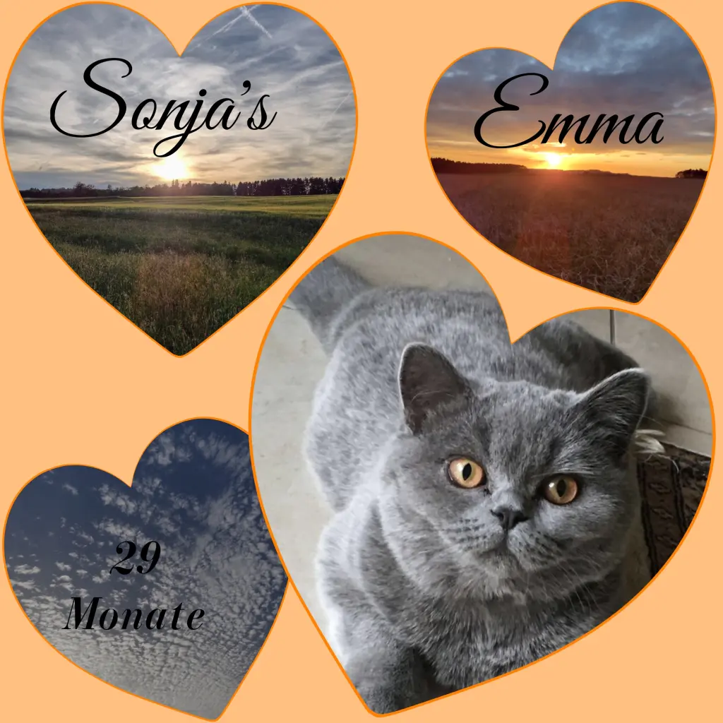 Andachtsbild von Corinna mit Emma, Jengi, Pummelchen und anderen Sternleine im Herzen