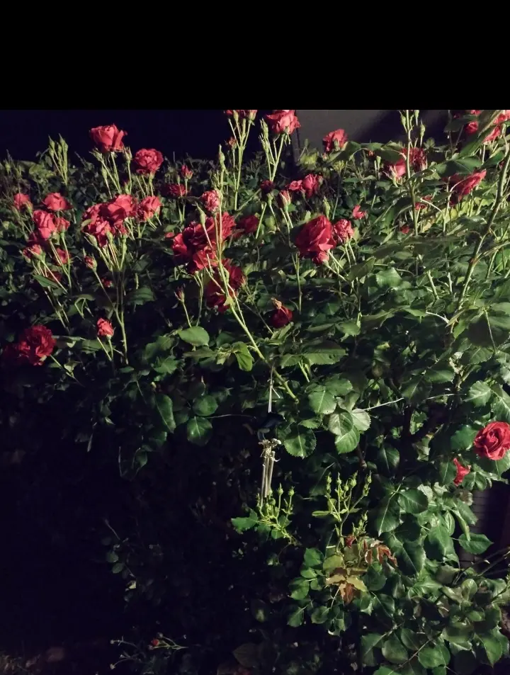 Andachtsbild von Corinna mit Emma, Jengi, Pummelchen und anderen Sternleine im Herzen