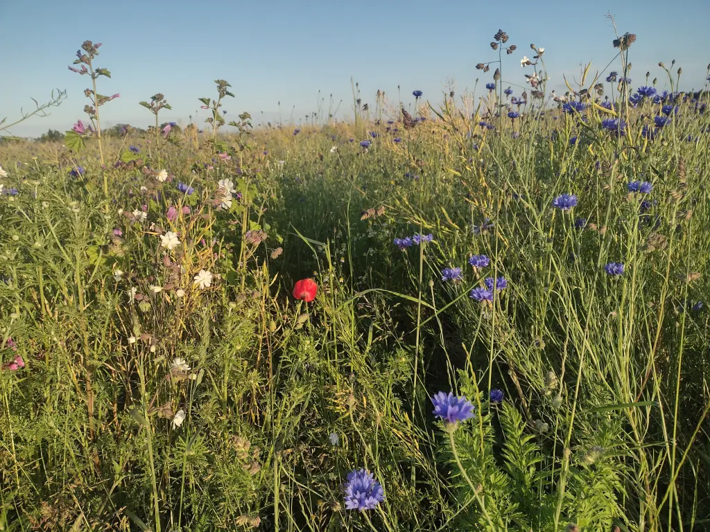 Andachtsbild von Corinna mit Emma, Jengi, Pummelchen und anderen Sternleine im Herzen
