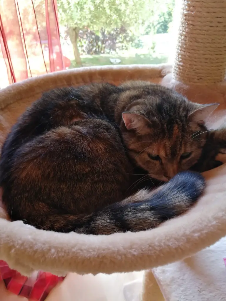 Andachtsbild von Daniela  mit Pauline im ♥️