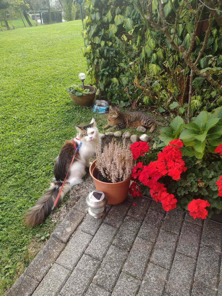 Andachtsbild von Corinna mit Emma, Vinni-Ved, Jengi, Blacky, Pummelchen und anderen Sternlein im Herzen