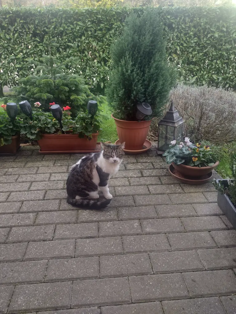 Andachtsbild von Corinna mit Emma, Vinni-Ved, Jengi, Blacky, Pummelchen und anderen Sternleine im Herzen