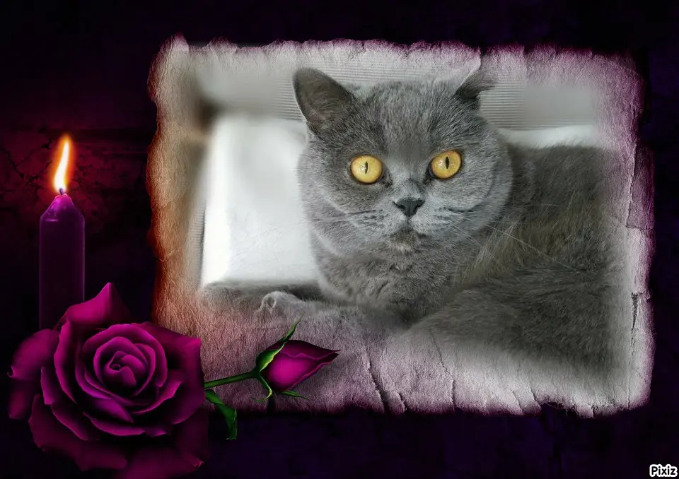 Andachtsbild von Tanja mit Timmy im Herzen