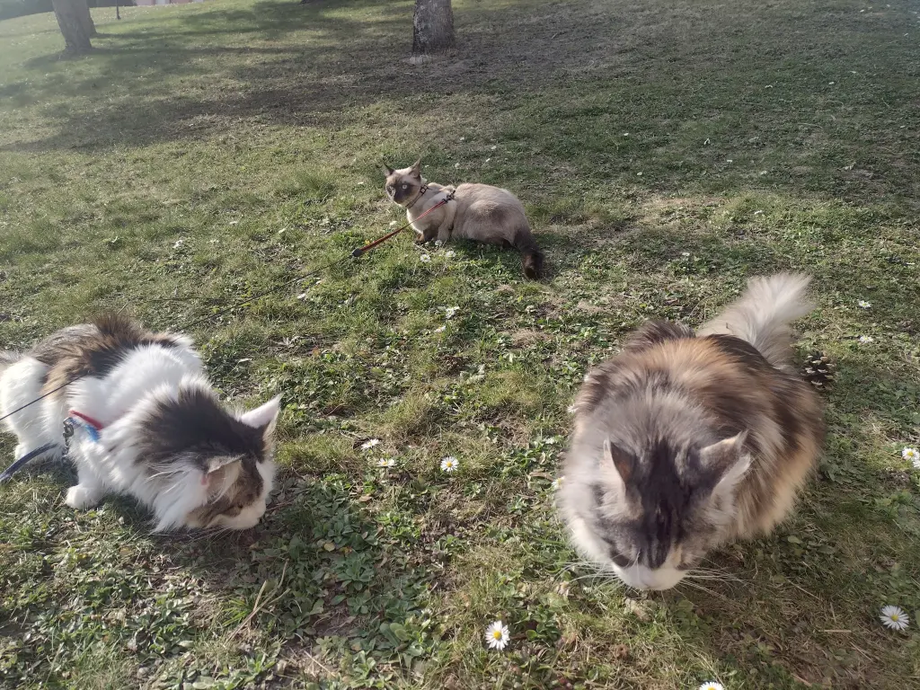 Andachtsbild von Corinna mit Emma, Vinni-Ved, Jengi, Blacky, Pummelchen und anderen Sternleine im Herzen