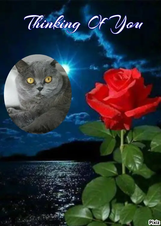 Andachtsbild von Tanja mit Timmy im Herzen 