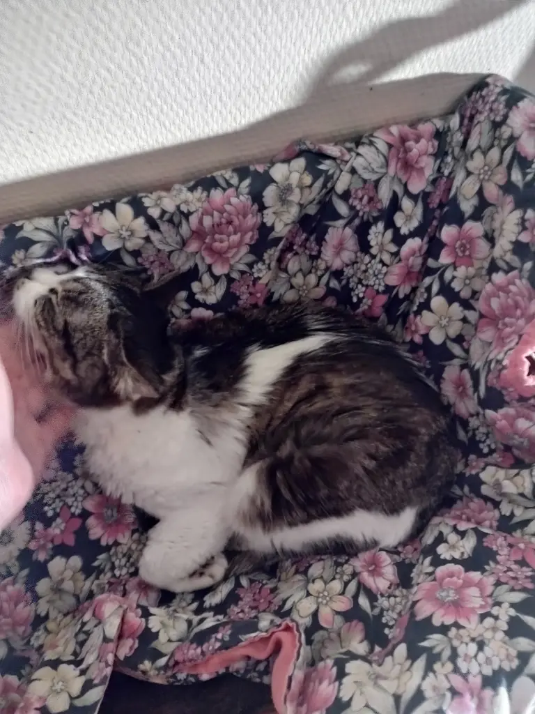 Andachtsbild von Corinna mit Emma, Vinni-Ved ,Jengi, Blacky, Pummelchen und anderen Sternleine im Herzen