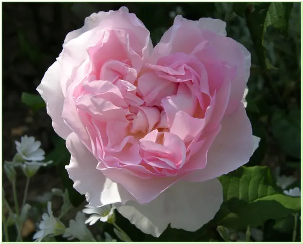 Andachtsbild von Für meine Emmi... ❤️