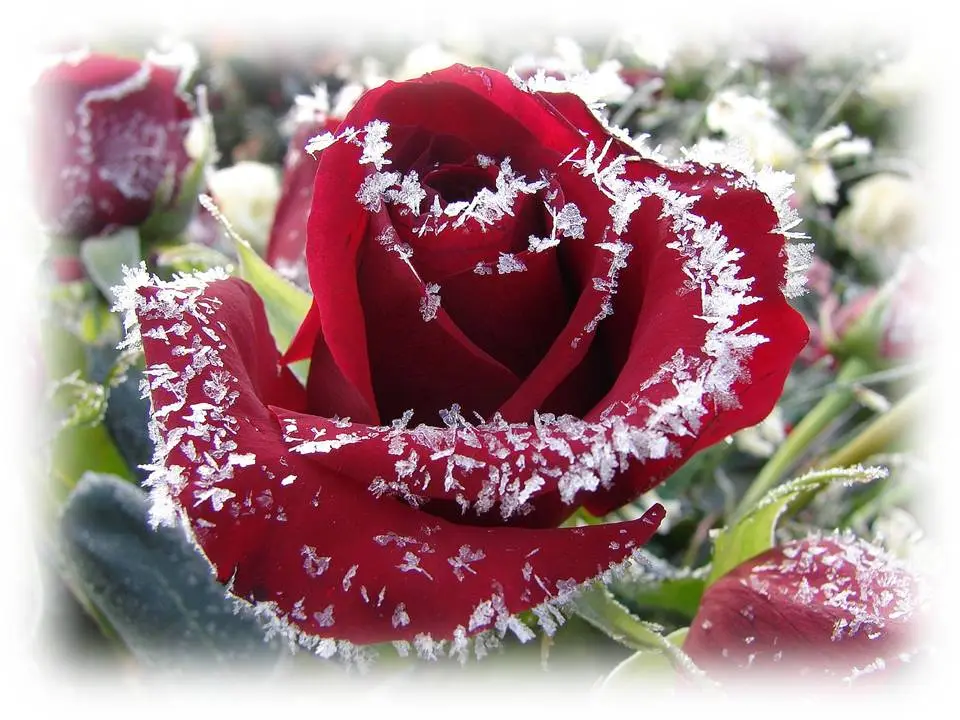 Andachtsbild von für Emma ♥♥♥♥