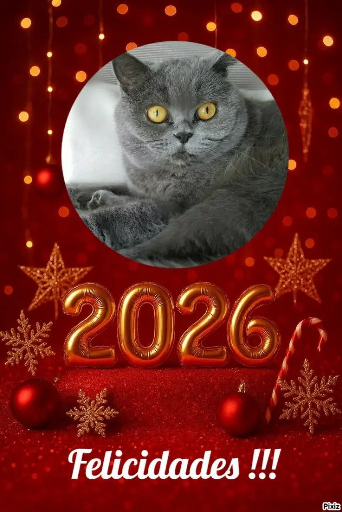 Andachtsbild von Tanja mit Timmy im 💘🐈🐾