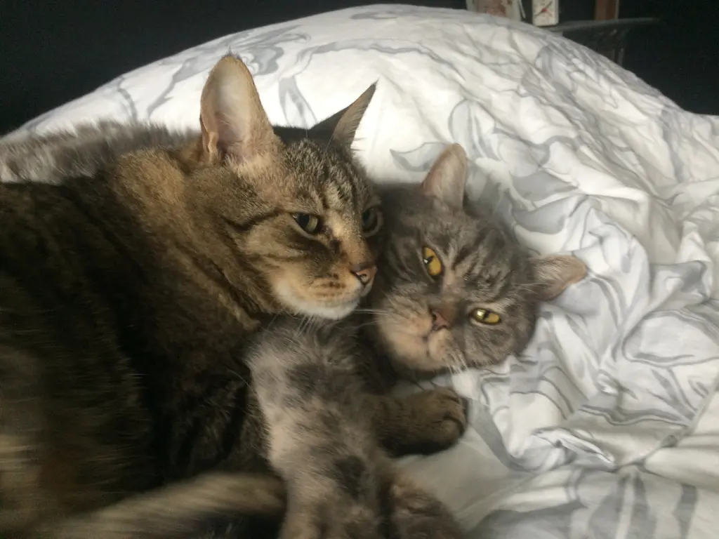 Image from Romeo