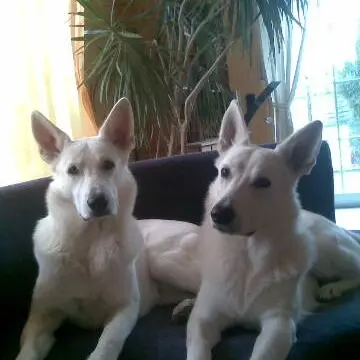 Image from Tiger