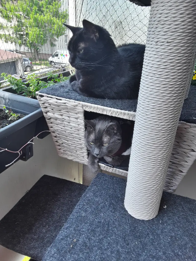 Condolence image of Sandra mit Blacky an ihrer Seite und Cera im Herzen
