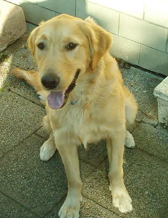 Image from Nala