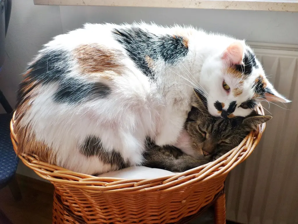 Image from Lilli