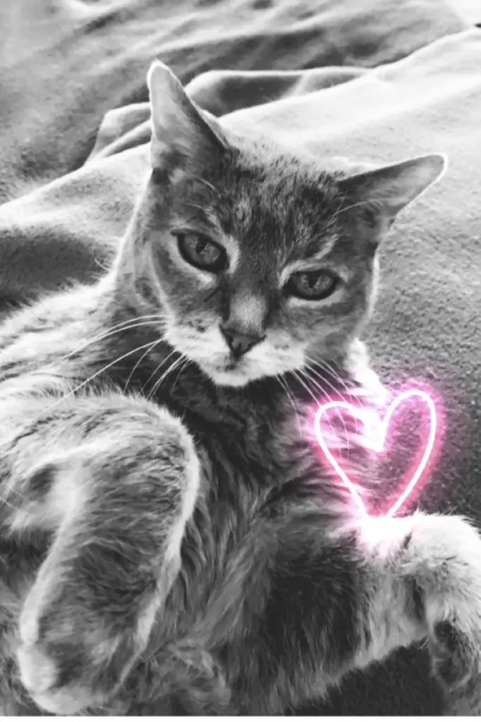 Image from Maggie