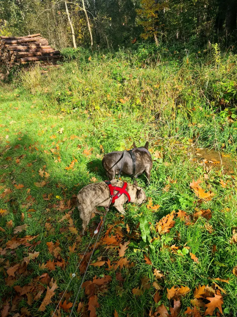 Andachtsbild von Heidi