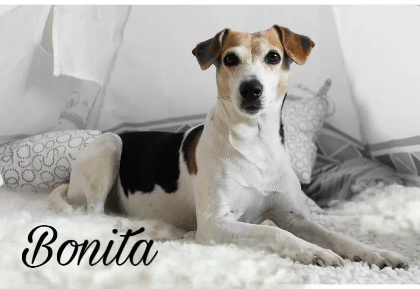 Image from Bonita
