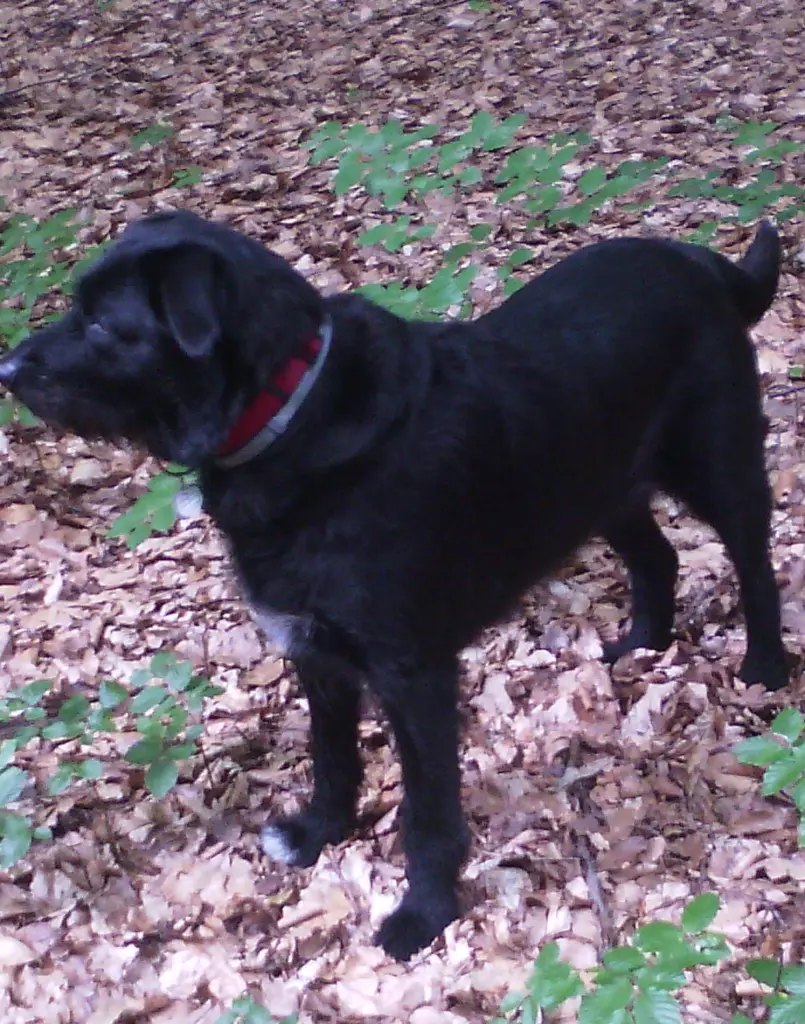 Image from Trixie