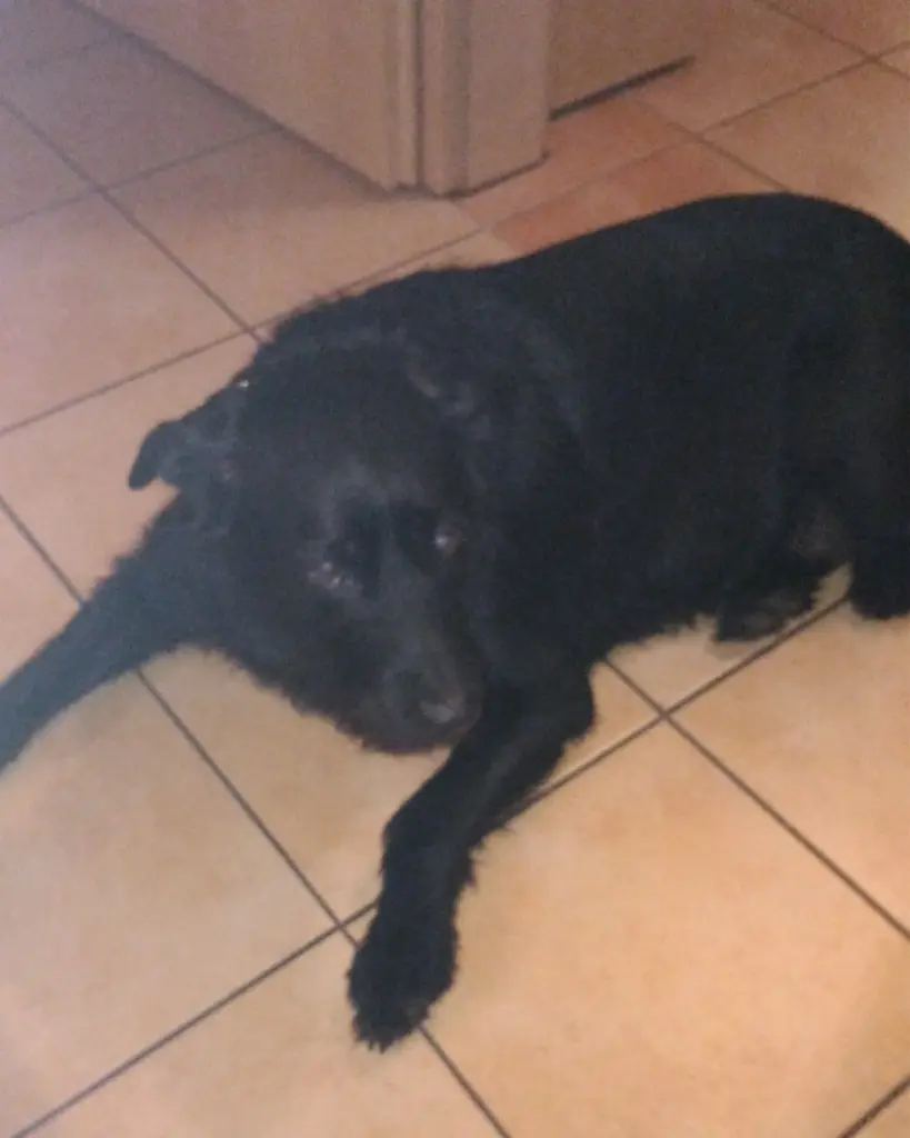Image from Trixie