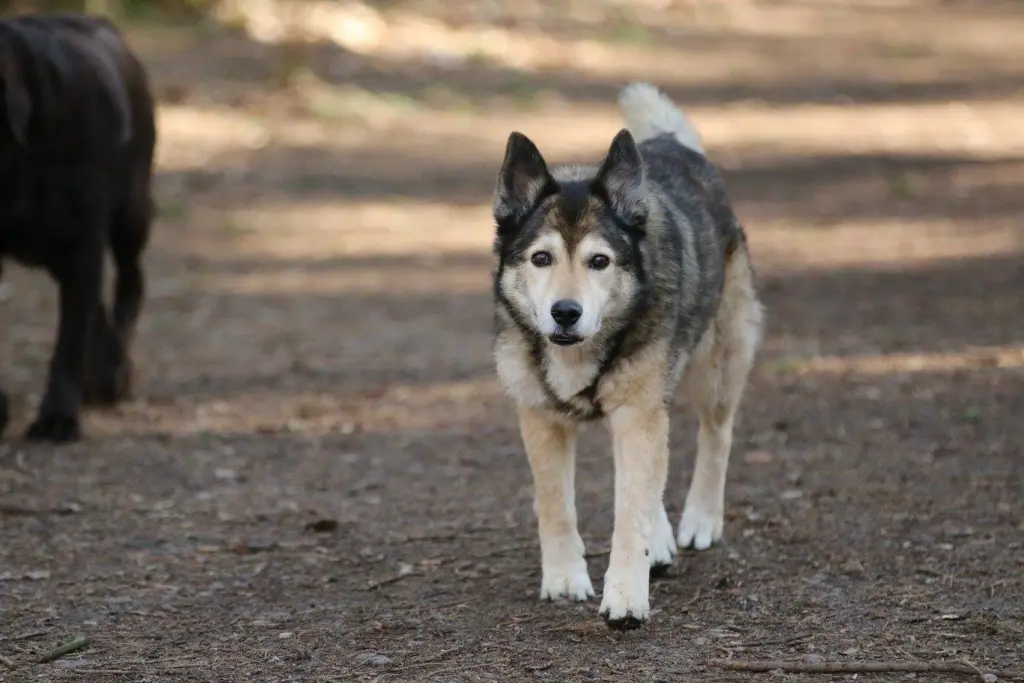 Image from Nala